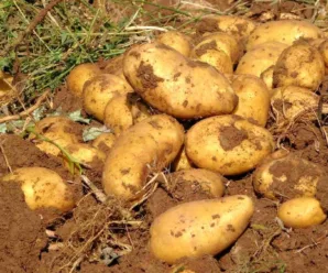 Rüyada Patates Görmek